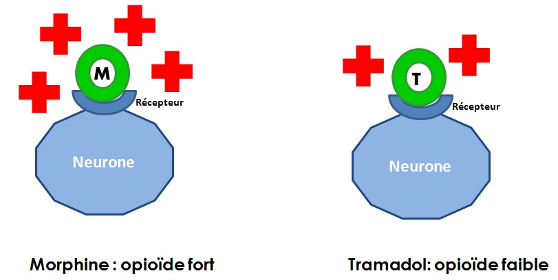 tramadol paracétamol generique