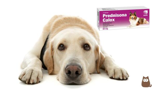 Acheter prednisolone 20 mg pour chien