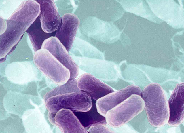 Pilule antibiotique amoxicilline