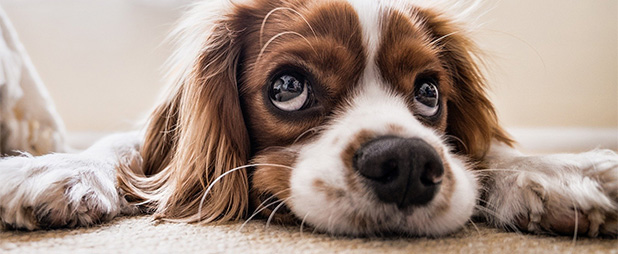Ultram 50 Mg Pour Chien