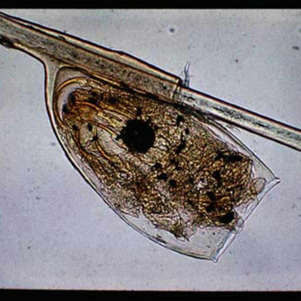 Acheter ivermectine poux