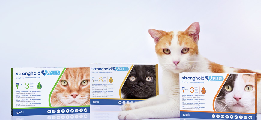 Achat Amoxicilline Chat