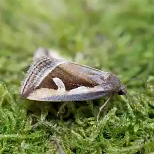 Sildigra pilule