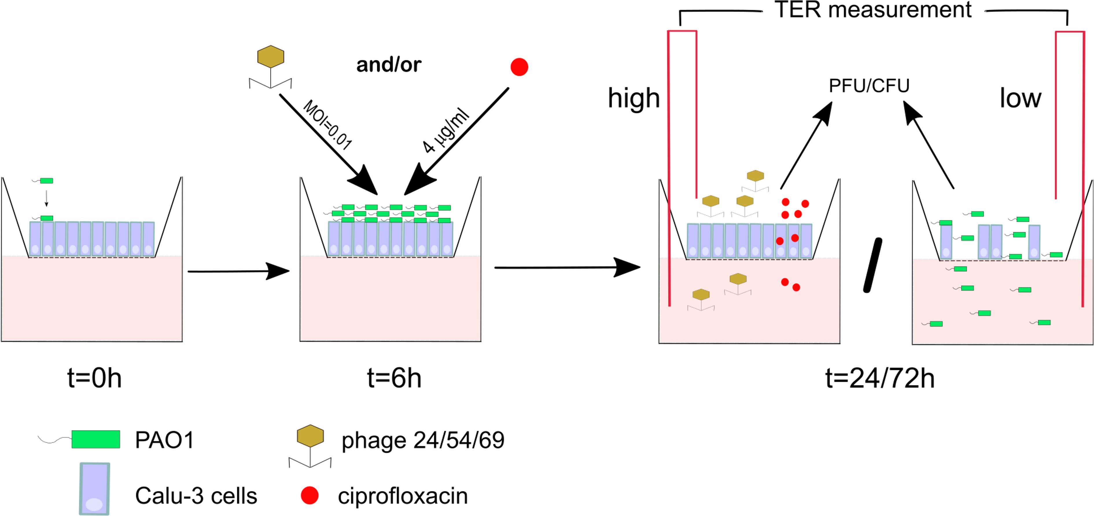Ciprofloxacin france