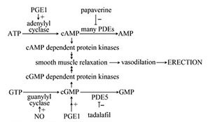 Erectafil prix