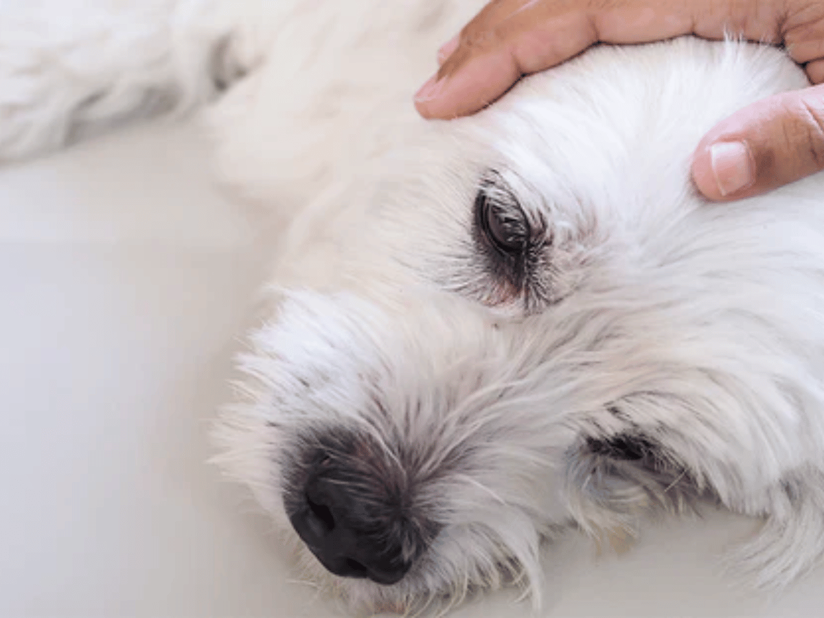 Valium chien prix