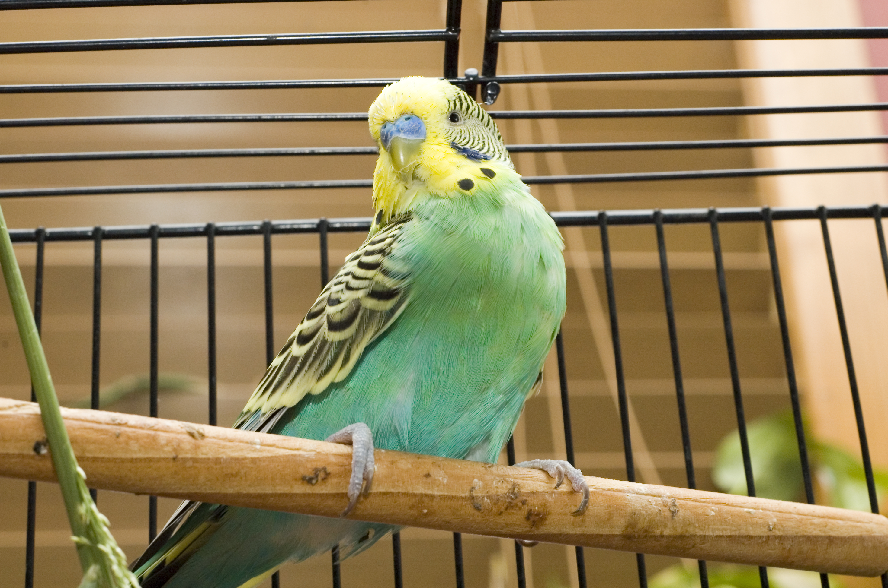 Ivermectine oiseaux prix