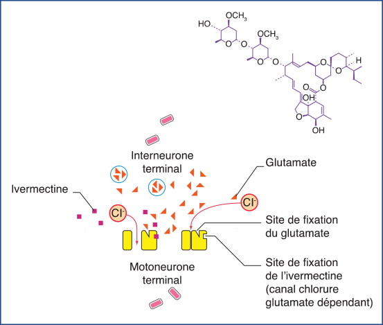ivermectine france vidal