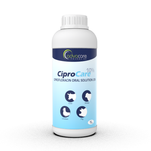Ciprofloxacin Où Acheter