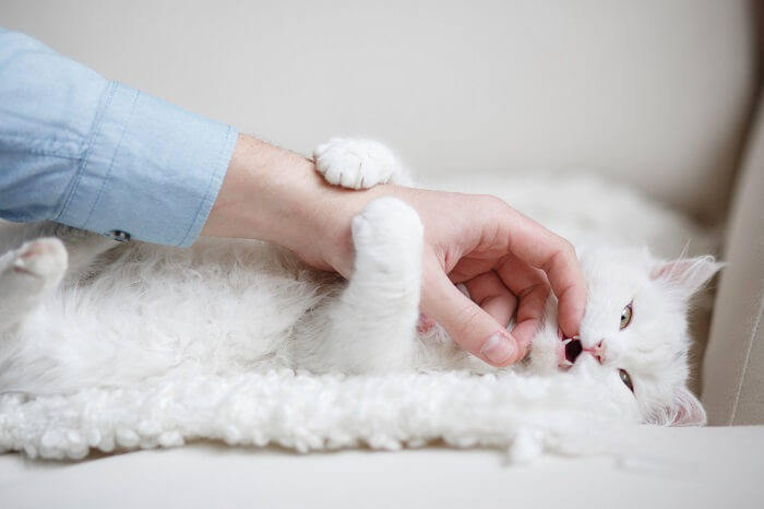 Doxycycline Pour Chat Prix