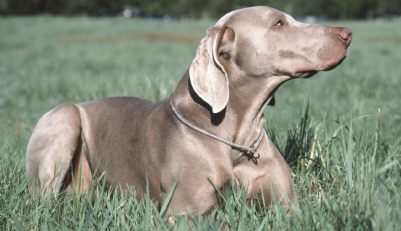 Nolvadex 10 mg pour chien