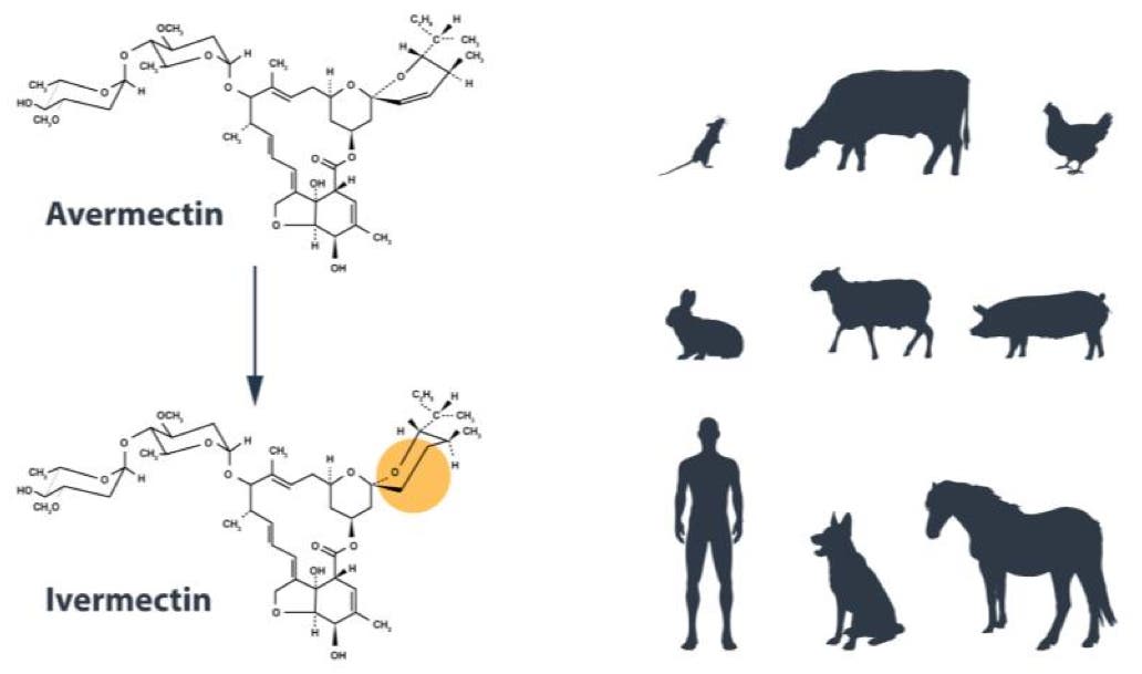 Ivermectin compra online