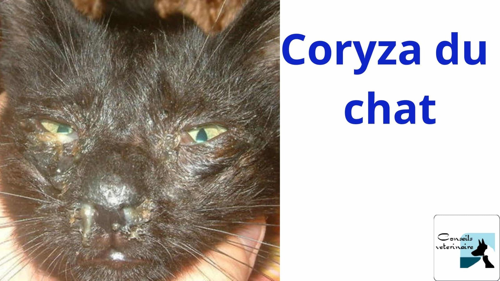 Acheter doxycycline chat