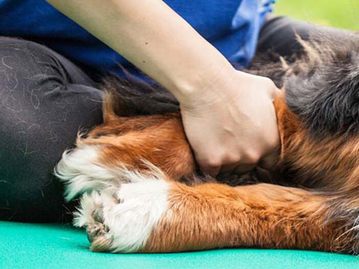 Prix du tramadol pour chien