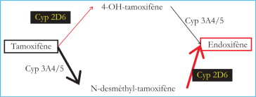 Prix du tamoxifène