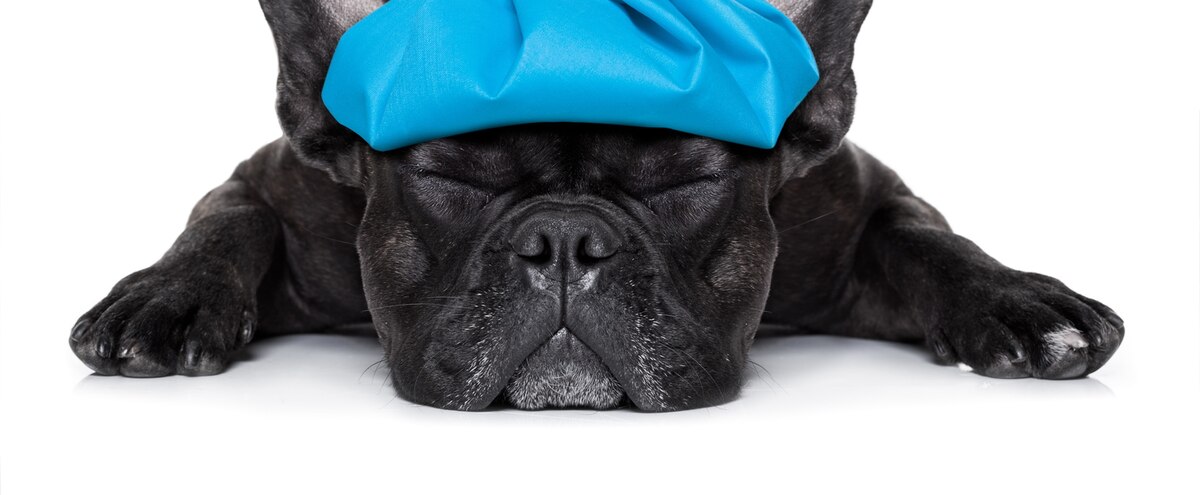 Prix du tramadol pour chien