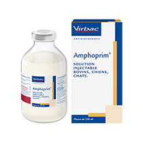 Amoxicilline chat achat