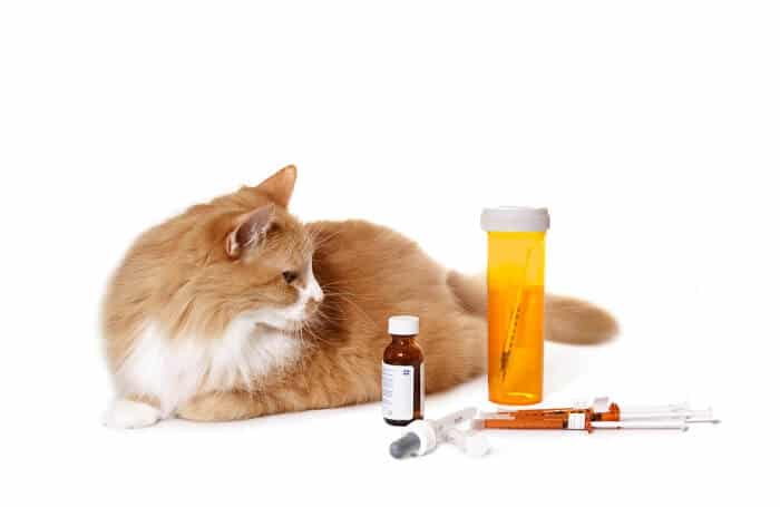 Acheter doxycycline chat