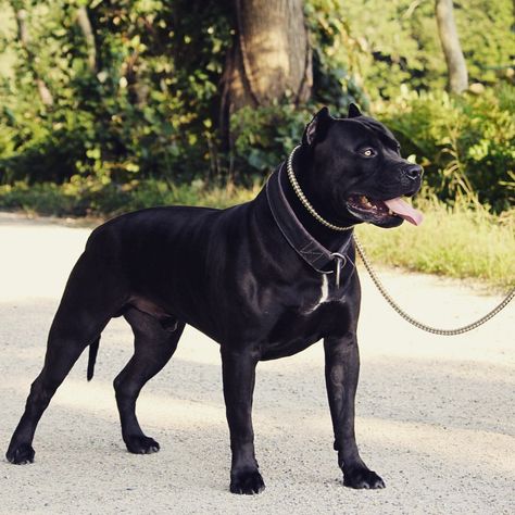 furosemide chien prix