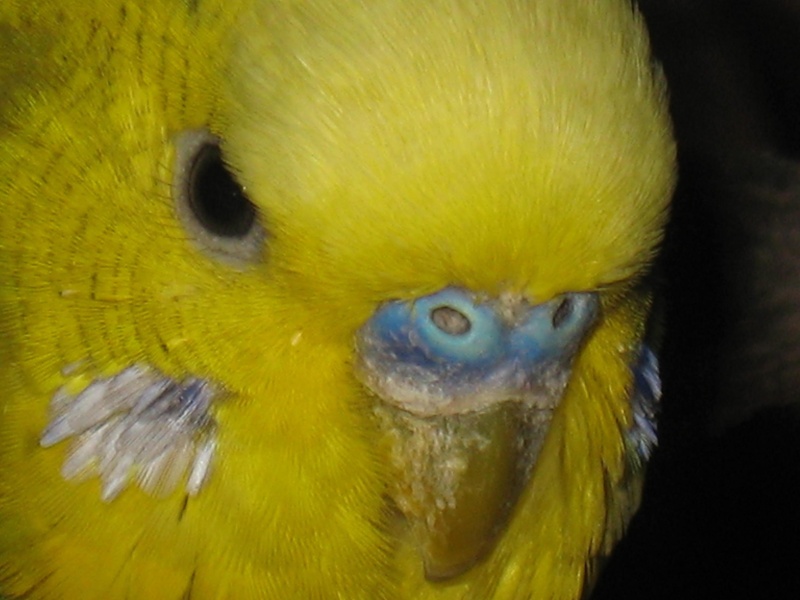 Ivermectine Oiseaux Prix