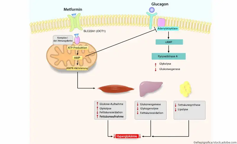 Metformin 850mg