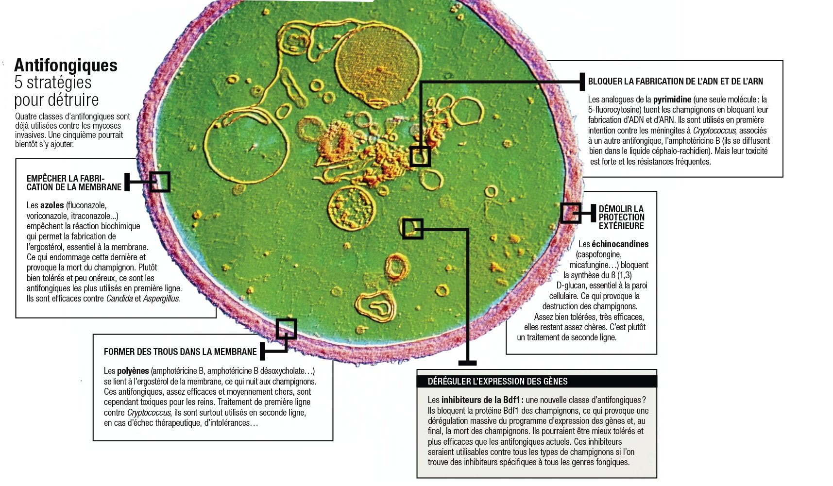 Fluconazole Pas Cher