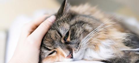 Amoxicilline chat achat