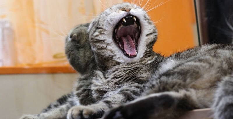Doxycycline chat prix