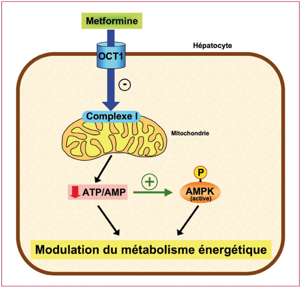 Commander du metformine en ligne