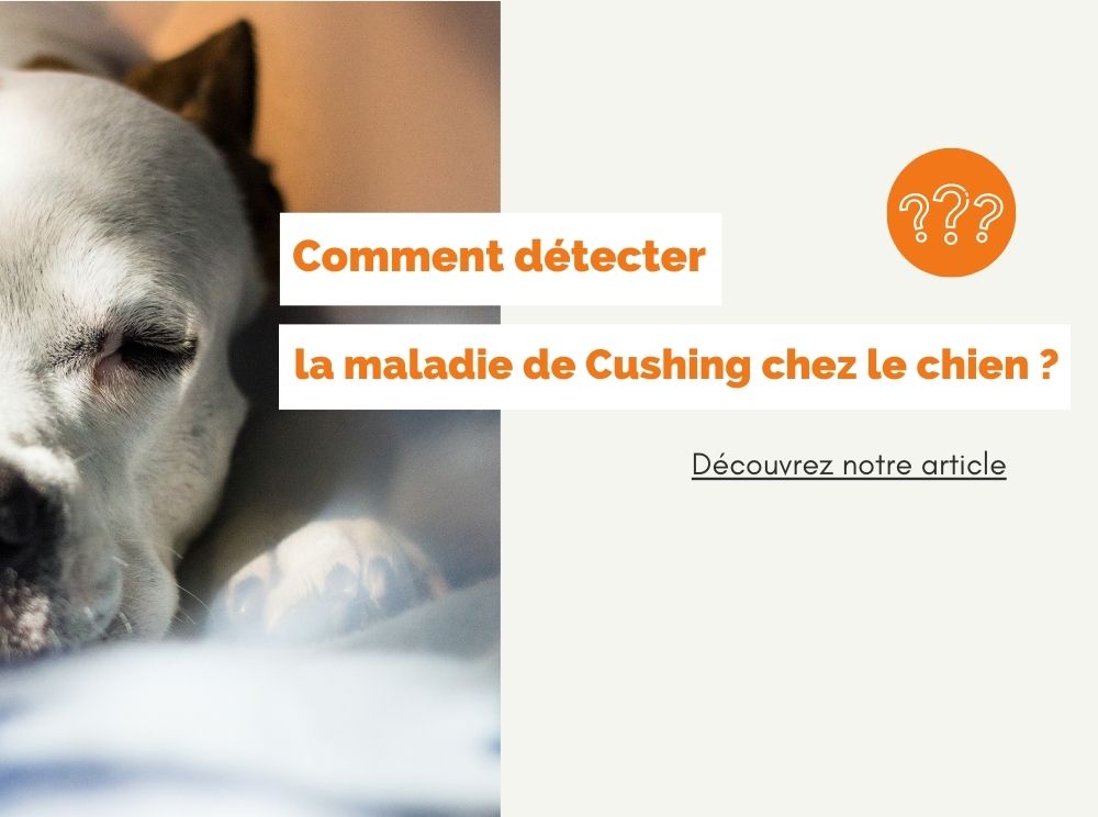 Prednisolone Chien Prix