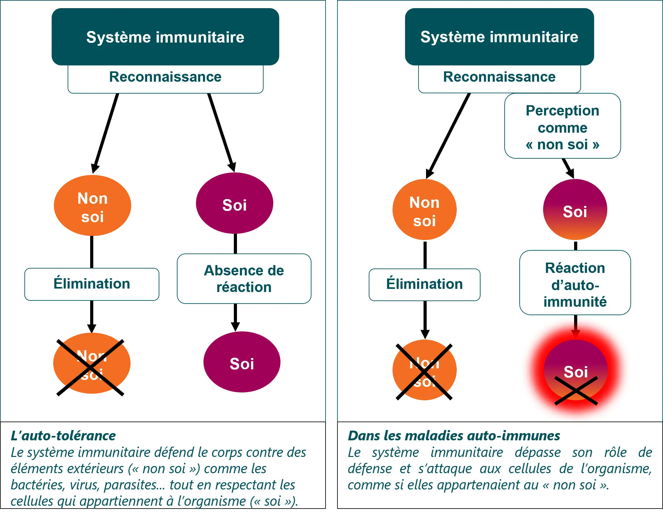 Prednisolone Generique De Quoi