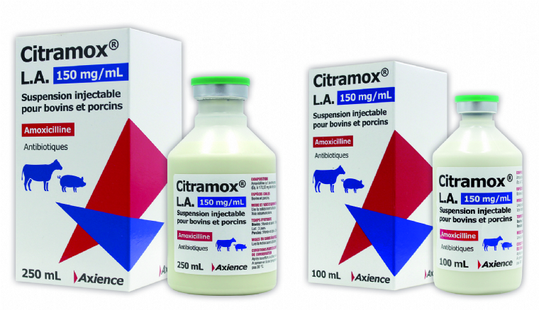 Amoxicilline pour chat prix