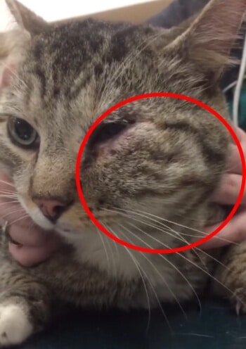 Amoxicilline Pour Chat Sans Ordonnance