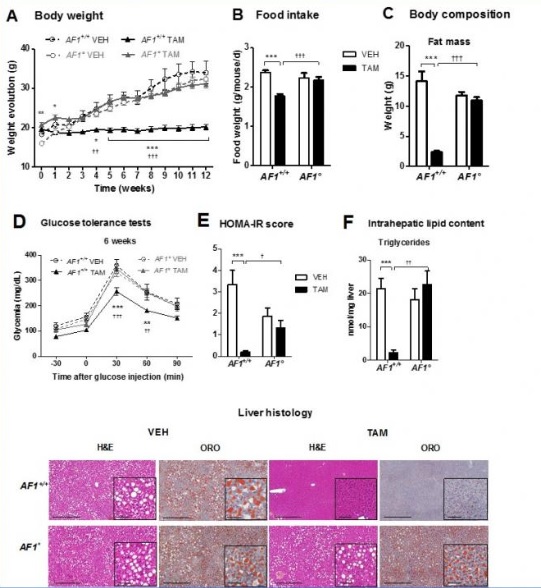 tamoxifen france