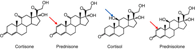 prednisolone pbs online