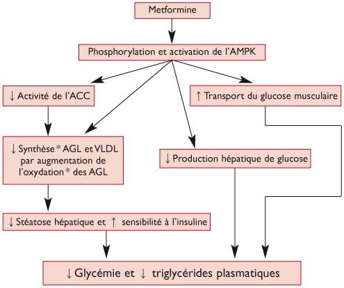 Metformine prix pharmacie