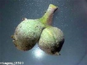 kamagra pas cher en france