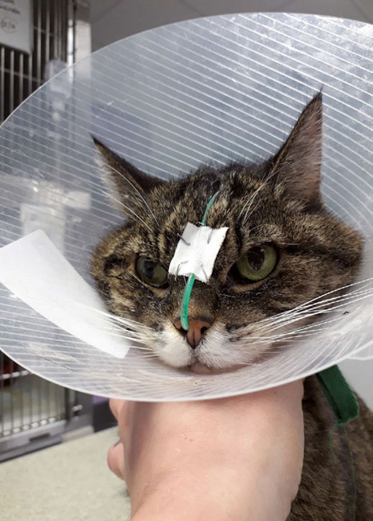 Acheter Amoxicilline Pour Chat