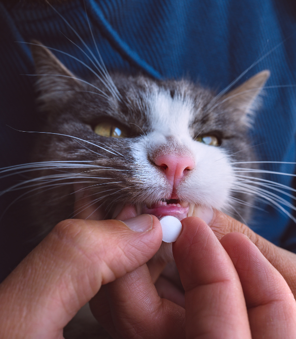 Acheter doxycycline chat