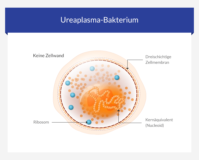 Acheter ivermectine gale
