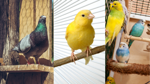 Acheter Ivermectine Pour Oiseaux