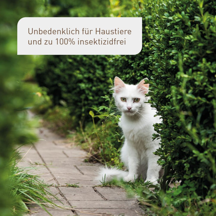 Acheter zaleplon