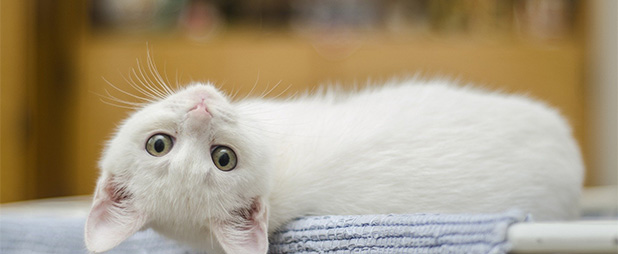 Amoxicilline chat achat