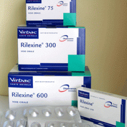 Amoxicilline pour chat prix