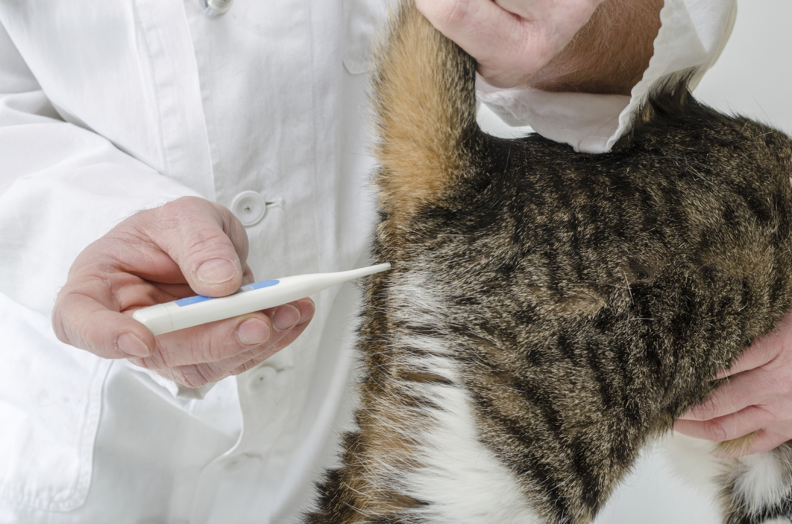 Amoxicilline pour chat sans ordonnance