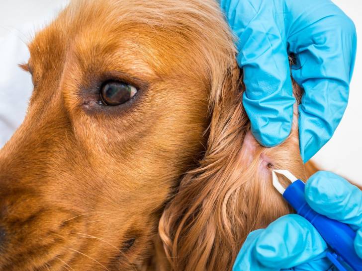 Amoxicilline Pour Chien Prix