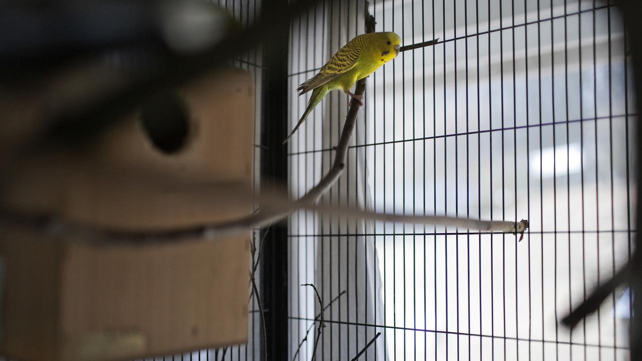Ivermectine oiseaux achat