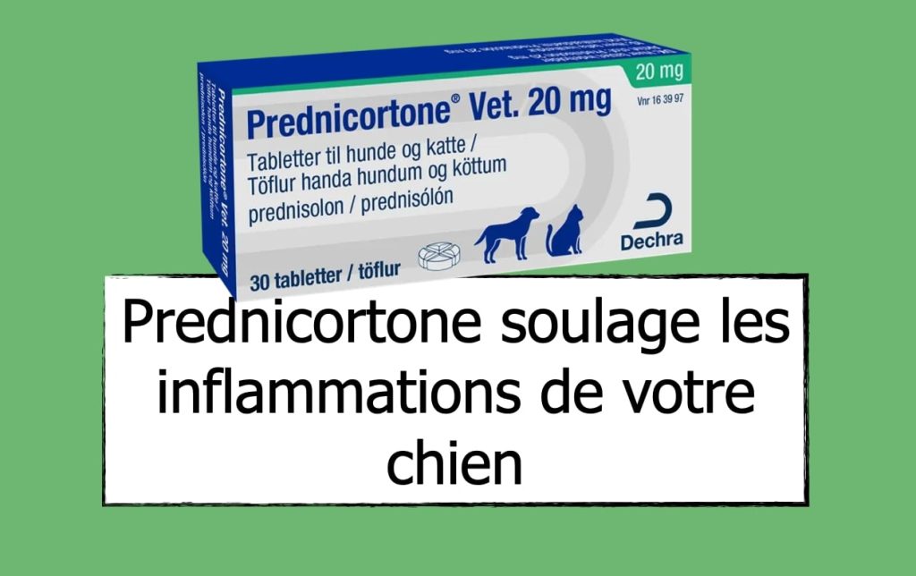 Prednisolone Chien Prix