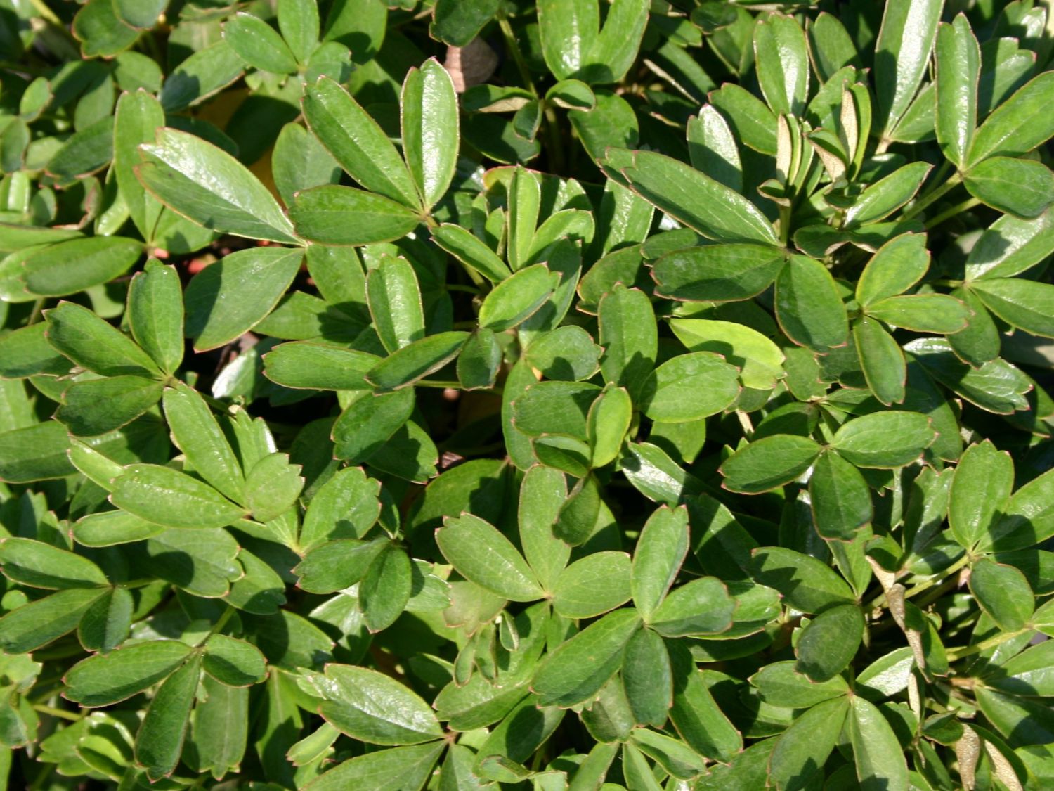 Nucynta pilules