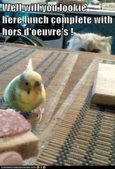 Generique Du Glucophage